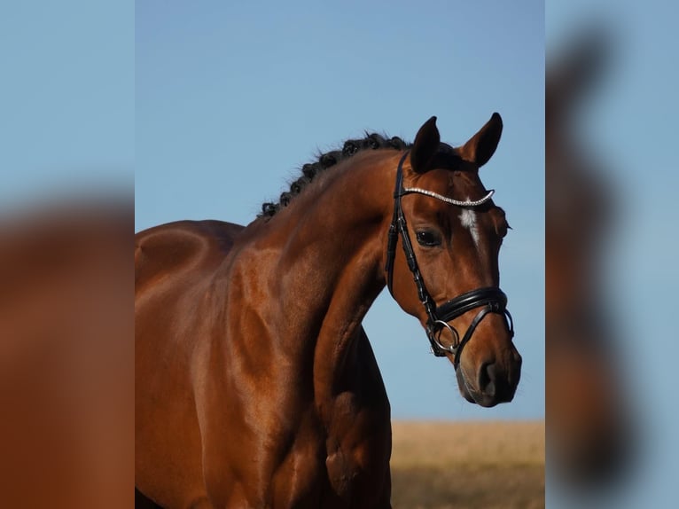 KWPN Stute 10 Jahre 162 cm Brauner in Datteln