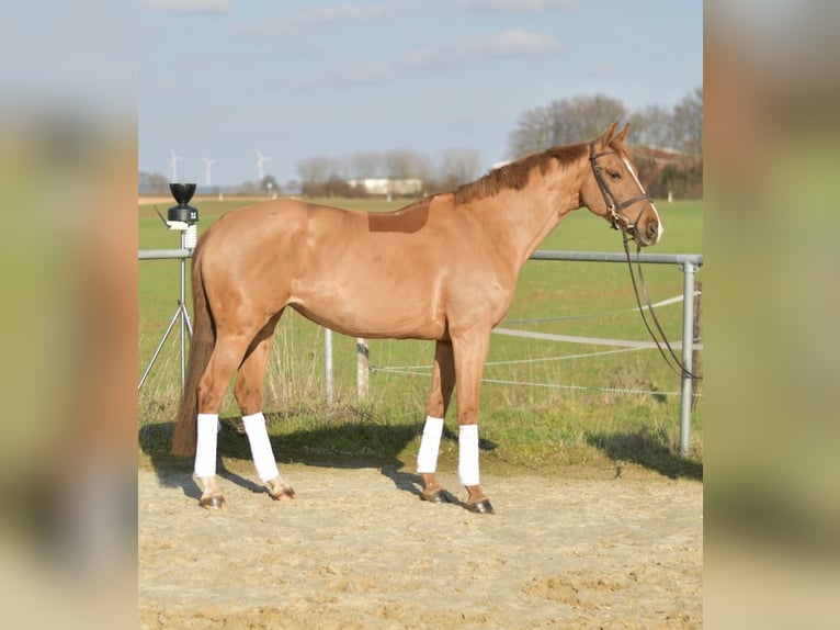 KWPN Stute 10 Jahre 162 cm Fuchs in Geilenkirchen