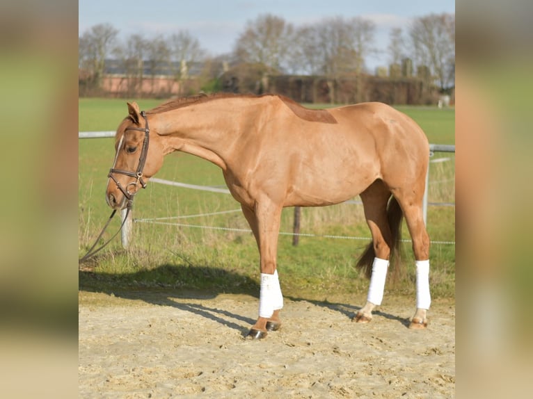 KWPN Stute 10 Jahre 162 cm Fuchs in Geilenkirchen