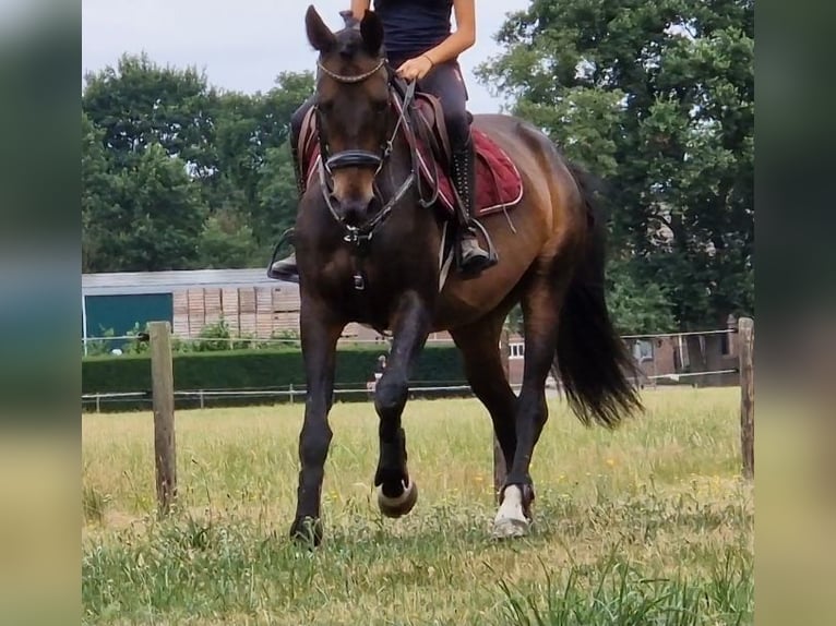 KWPN Stute 10 Jahre 162 cm Rappe in Nettetal