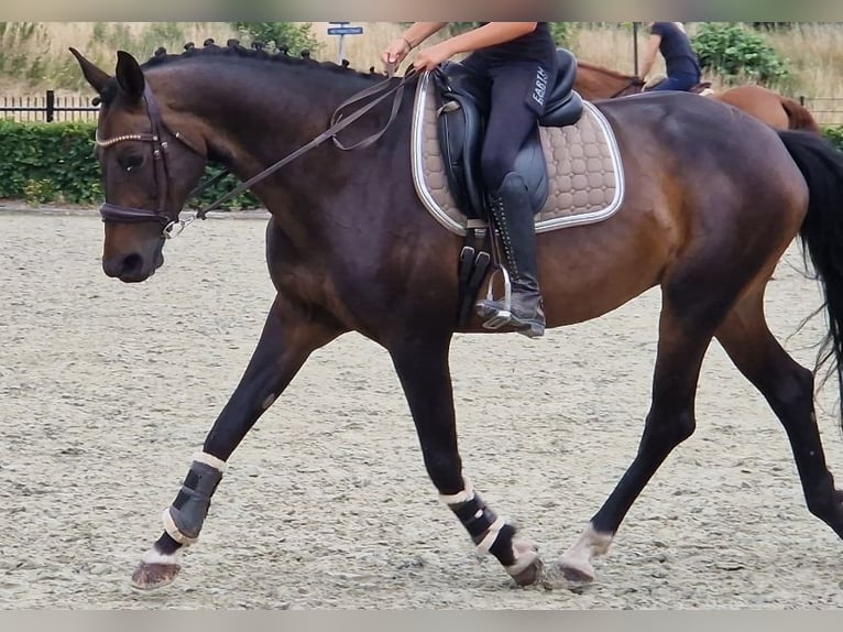 KWPN Stute 10 Jahre 162 cm Rappe in Nettetal
