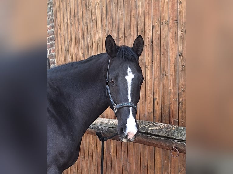 KWPN Stute 10 Jahre 162 cm Rappe in Aldenhoven