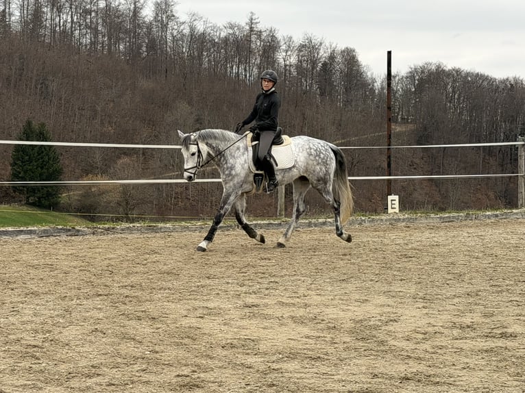 KWPN Stute 10 Jahre 163 cm Apfelschimmel in Wintersingen
