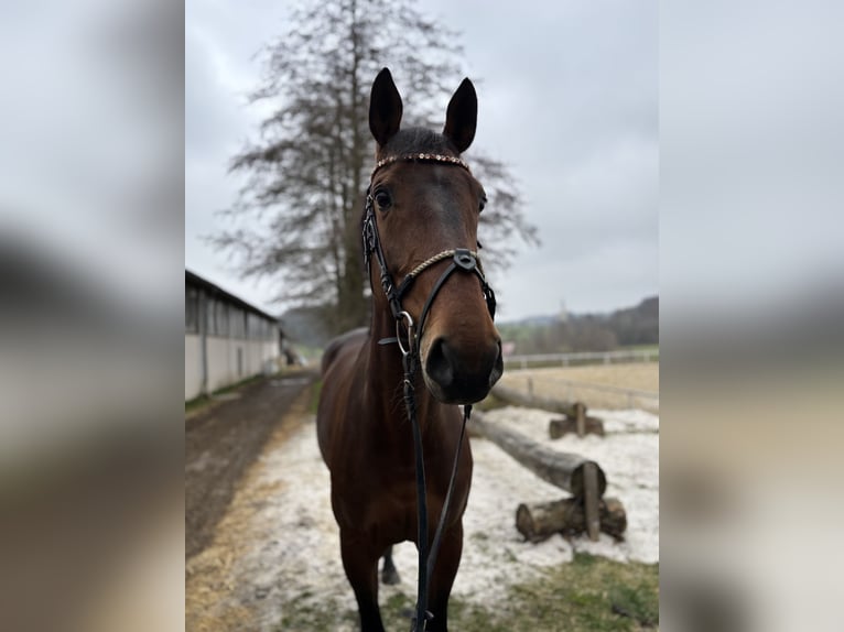 KWPN Stute 10 Jahre 163 cm Brauner in Jeging