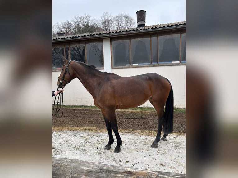 KWPN Stute 10 Jahre 163 cm Brauner in Jeging