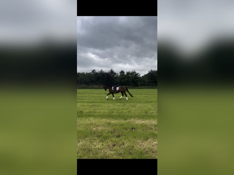 KWPN Stute 10 Jahre 163 cm Brauner in Hengelo (Gld)