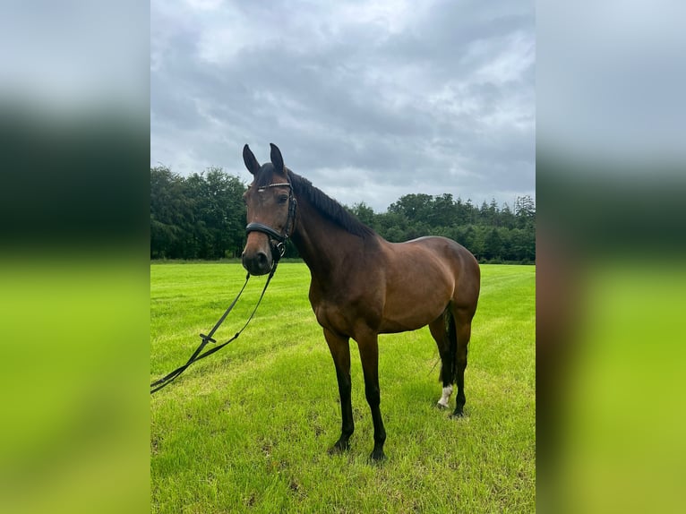KWPN Stute 10 Jahre 163 cm Brauner in Hengelo (Gld)