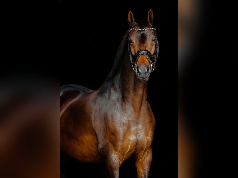 KWPN Stute 10 Jahre 163 cm Dunkelbrauner in Baarle-Nassau