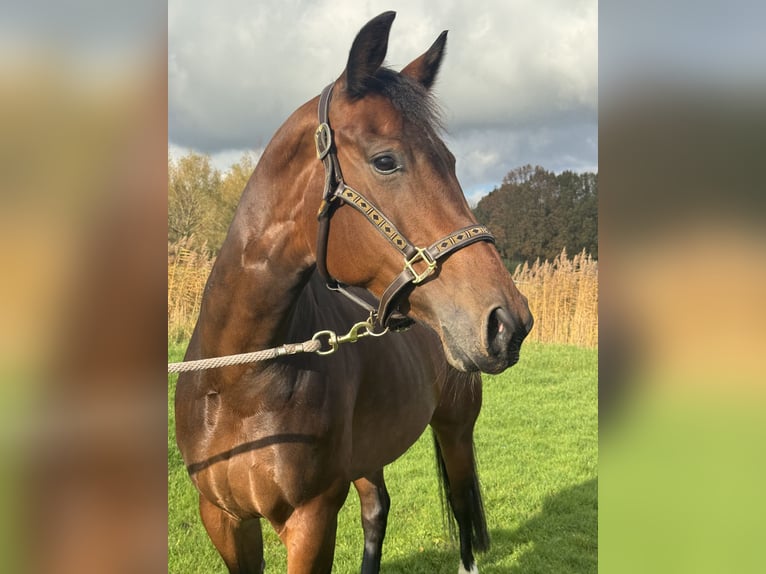 KWPN Stute 10 Jahre 163 cm Dunkelbrauner in Breukelen