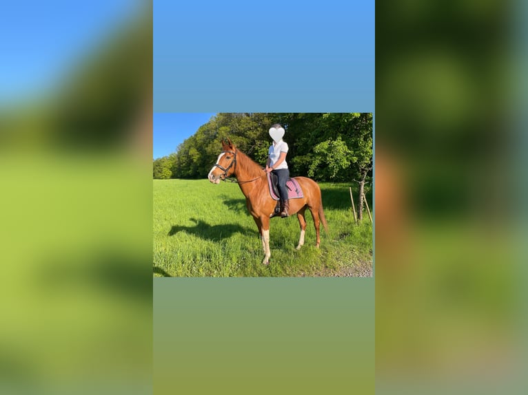 KWPN Stute 10 Jahre 163 cm Fuchs in Blieskastel