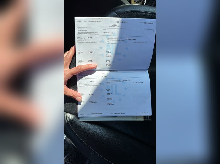 KWPN Stute 10 Jahre 163 cm Fuchs in Pirmasens