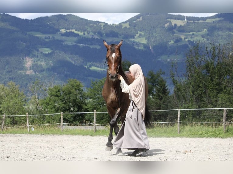 KWPN Stute 10 Jahre 164 cm Brauner in Beschling
