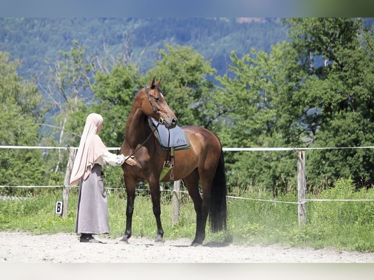 KWPN Stute 10 Jahre 164 cm Brauner in Beschling