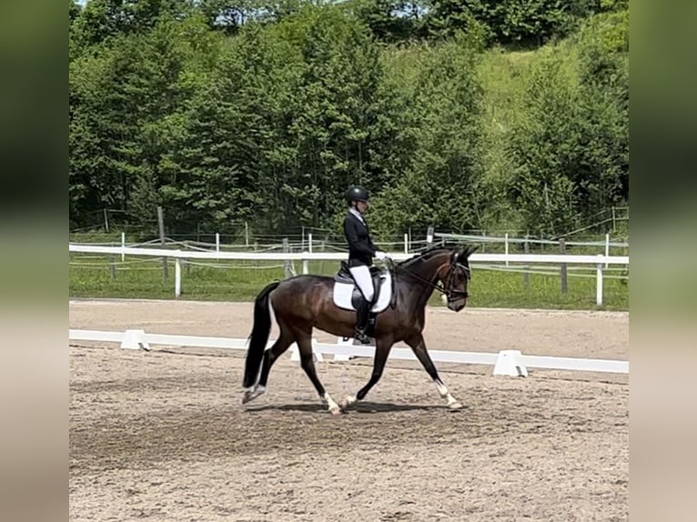 KWPN Stute 10 Jahre 165 cm Brauner in Kirchberg Thening