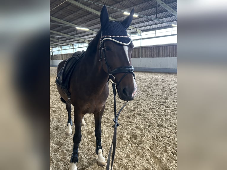 KWPN Stute 10 Jahre 165 cm Brauner in Kirchberg Thening