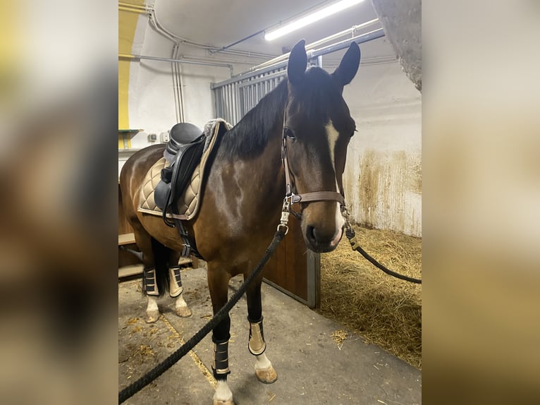 KWPN Stute 10 Jahre 165 cm Brauner in Kirchberg Thening