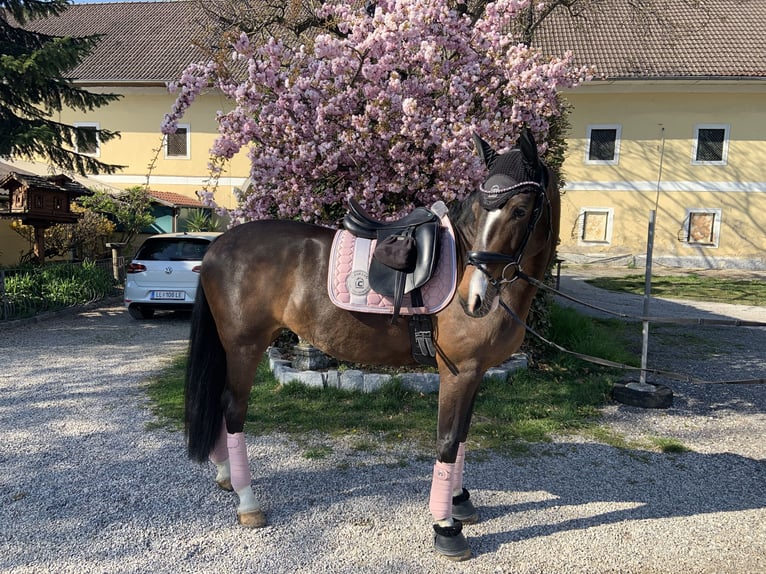 KWPN Stute 10 Jahre 165 cm Brauner in Kirchberg Thening