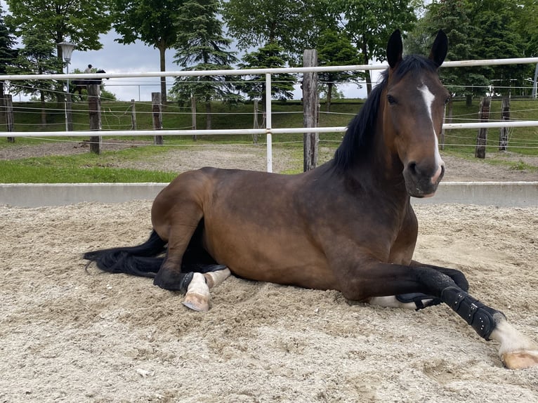 KWPN Stute 10 Jahre 165 cm Brauner in Kirchberg Thening