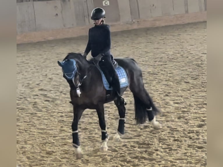 KWPN Stute 10 Jahre 165 cm Brauner in Kirchberg Thening