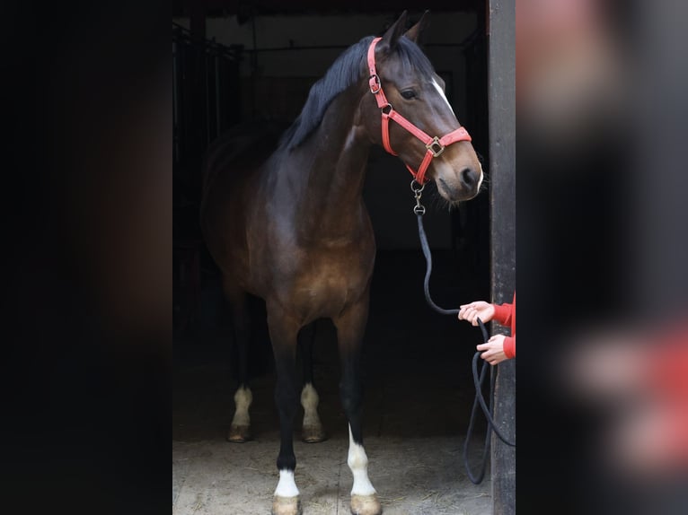 KWPN Stute 10 Jahre 165 cm Brauner in Kirchberg Thening