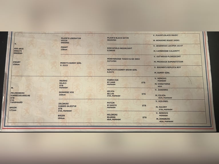 KWPN Stute 10 Jahre 165 cm Brauner in Kirchberg Thening