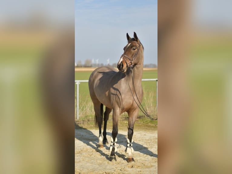 KWPN Stute 10 Jahre 165 cm Brauner in Geilenkirchen
