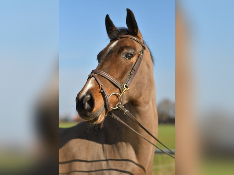 KWPN Stute 10 Jahre 165 cm Brauner in Geilenkirchen