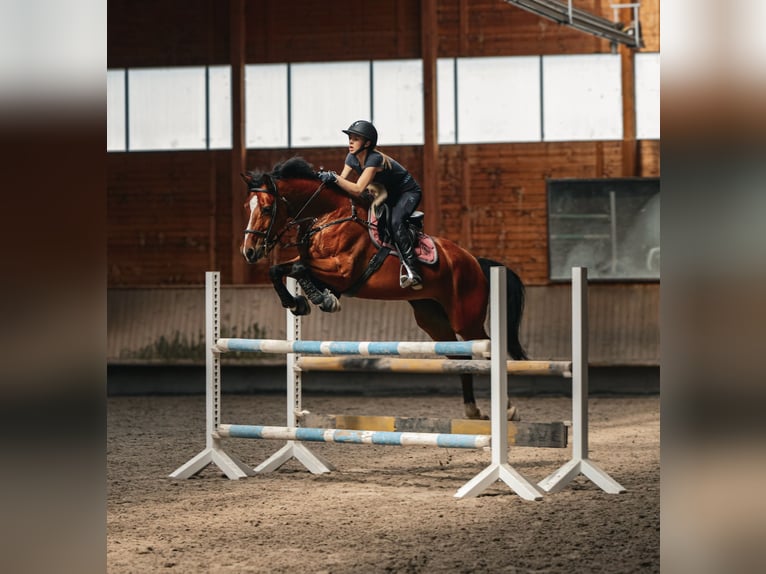 KWPN Stute 10 Jahre 165 cm Brauner in Buttisholz