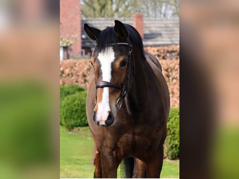 KWPN Stute 10 Jahre 165 cm Dunkelbrauner in Bladel
