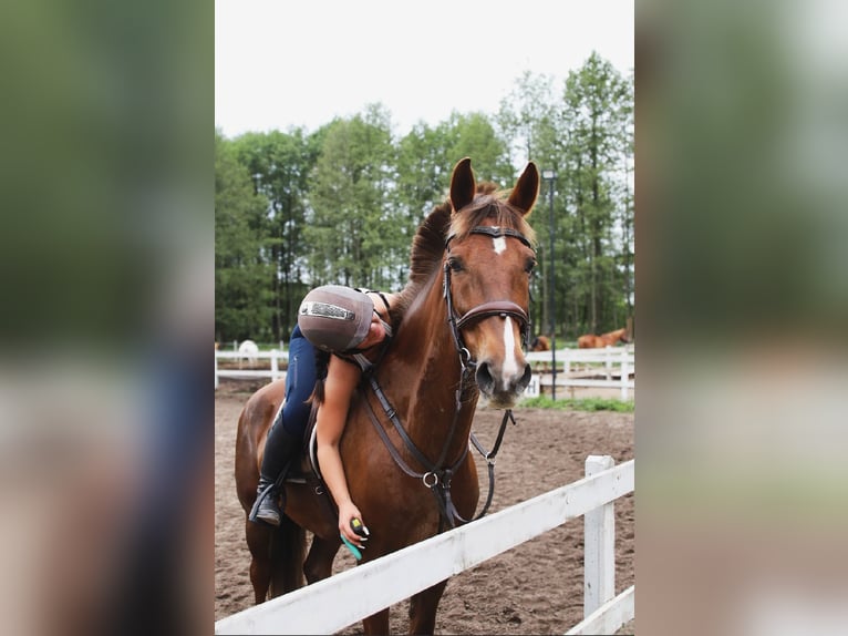 KWPN Stute 10 Jahre 165 cm Dunkelfuchs in Kowalicha