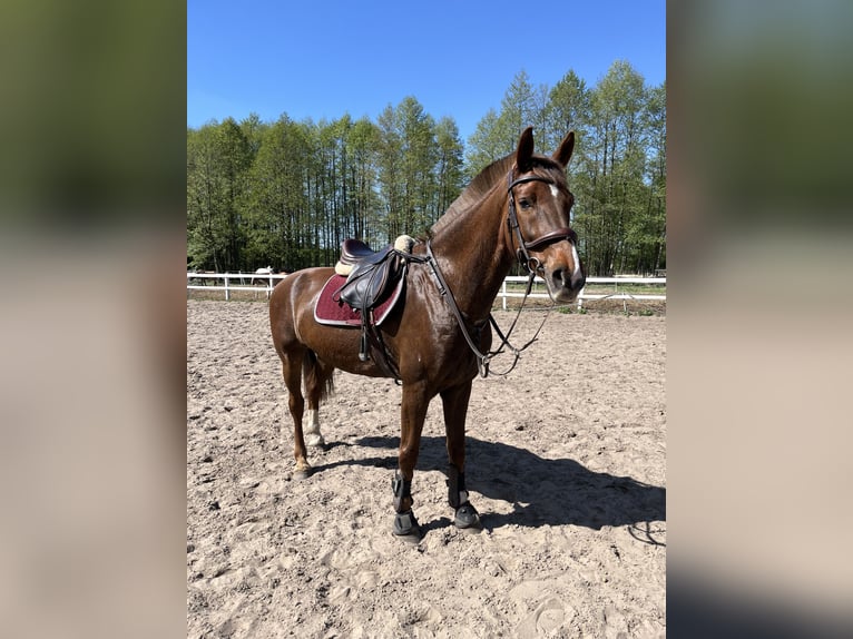 KWPN Stute 10 Jahre 165 cm Dunkelfuchs in Kowalicha