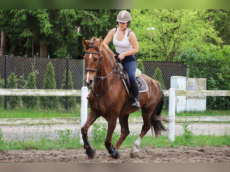 KWPN Stute 10 Jahre 165 cm Dunkelfuchs in Kowalicha