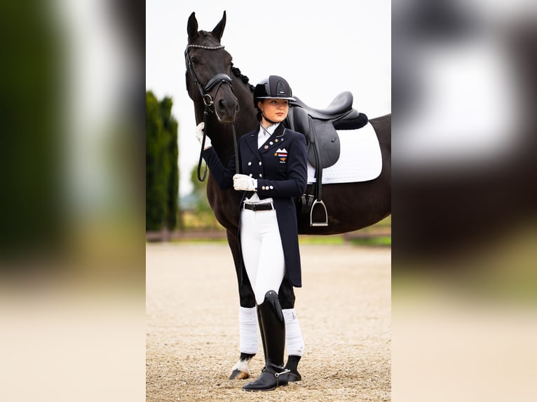 KWPN Stute 10 Jahre 165 cm Rappe in Boven-Leeuwen