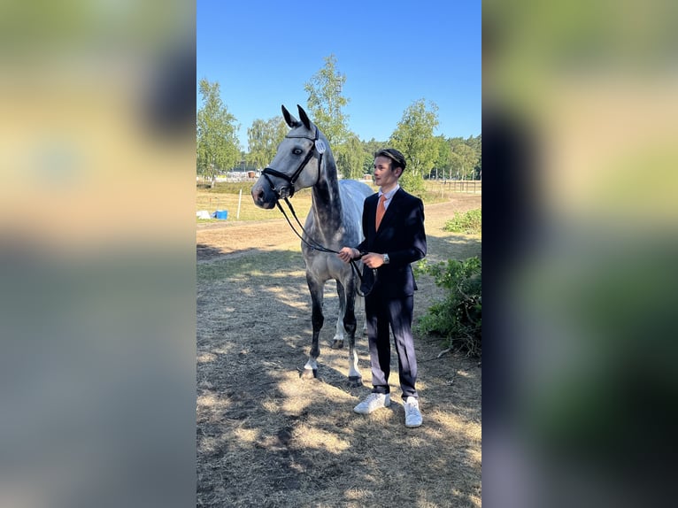 KWPN Stute 10 Jahre 165 cm Schimmel in Bodegraven
