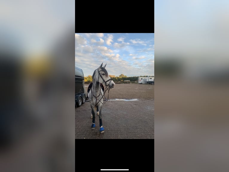 KWPN Stute 10 Jahre 165 cm Schimmel in Bodegraven