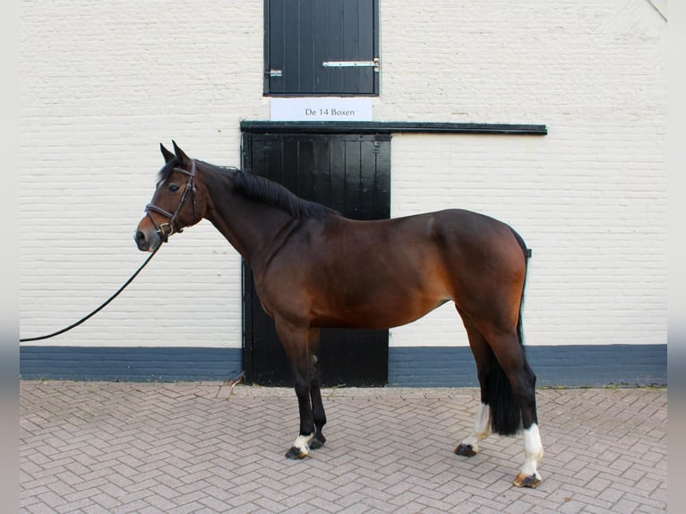 KWPN Stute 10 Jahre 165 cm in Delft