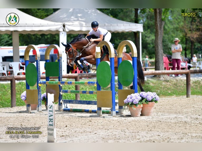 KWPN Stute 10 Jahre 167 cm Brauner in GROTE-BROGEL
