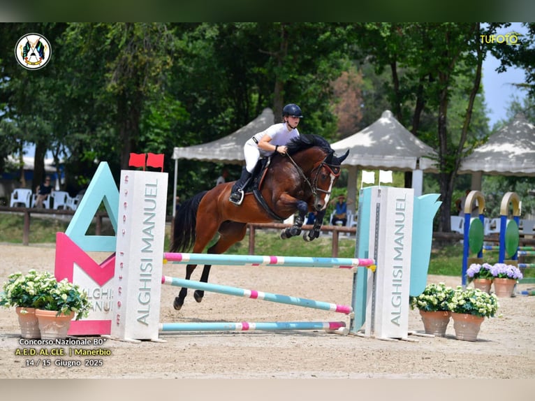 KWPN Stute 10 Jahre 167 cm Brauner in GROTE-BROGEL