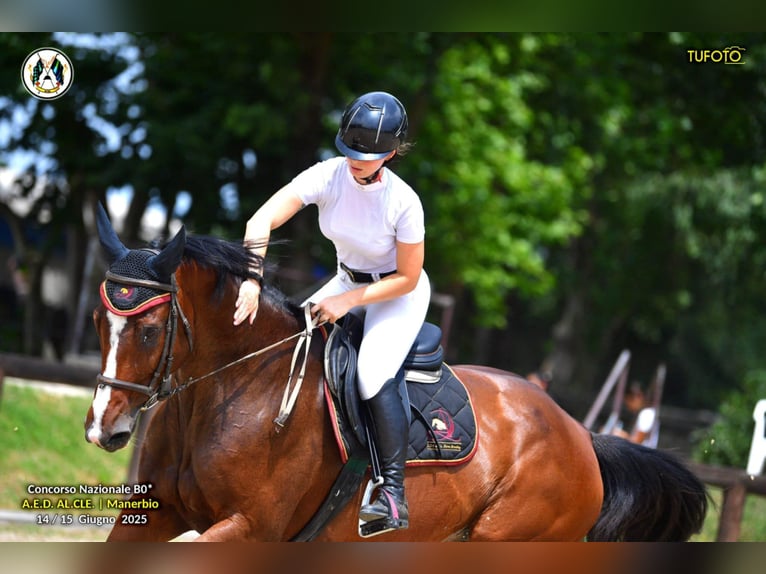 KWPN Stute 10 Jahre 167 cm Brauner in GROTE-BROGEL