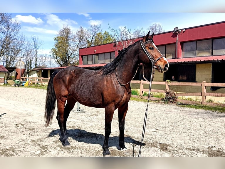 KWPN Stute 10 Jahre 167 cm Brauner in GROTE-BROGEL
