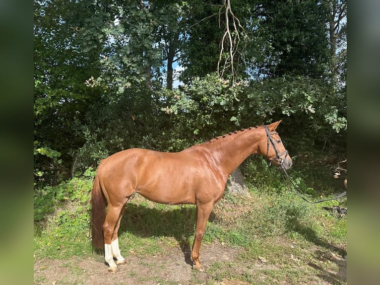 KWPN Stute 10 Jahre 167 cm Fuchs in Kaulille
