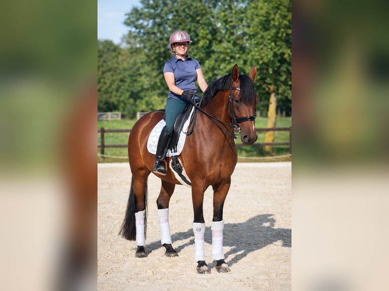 KWPN Stute 10 Jahre 168 cm Brauner in LyonArnas