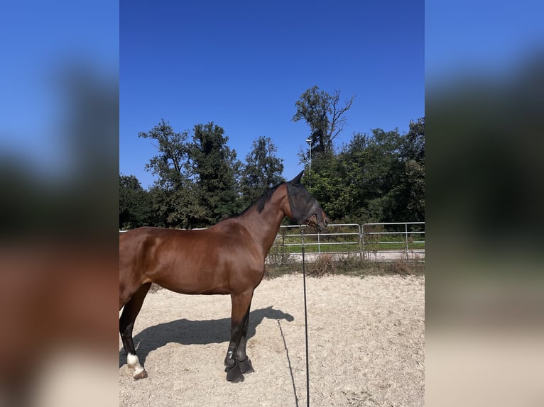 KWPN Stute 10 Jahre 168 cm Brauner in Varese