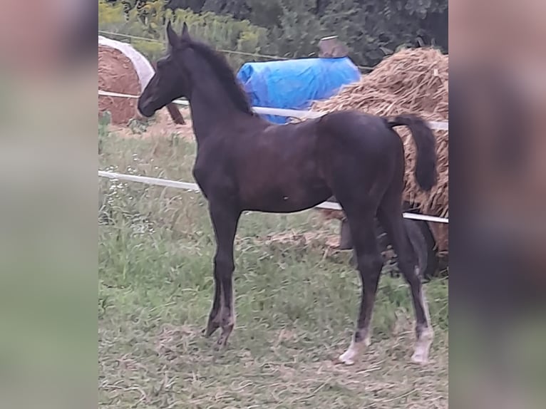 KWPN Stute 10 Jahre 168 cm Dunkelbrauner in Eger