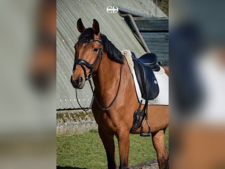 KWPN Stute 10 Jahre 168 cm Dunkelfuchs in Lamorlaye
