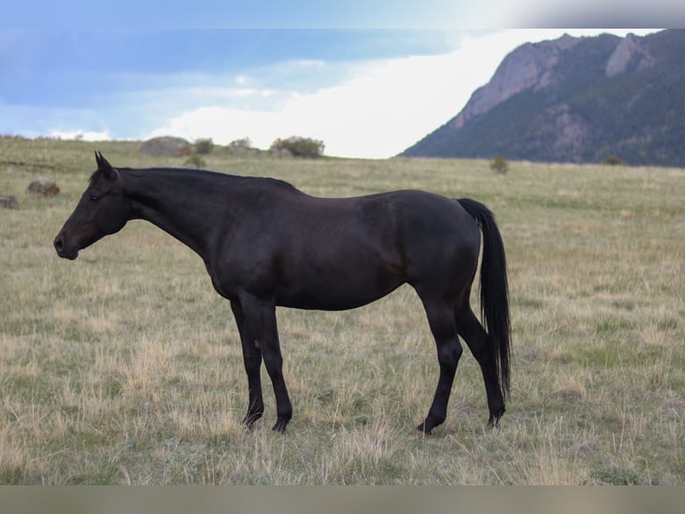 KWPN Stute 10 Jahre 168 cm Rappe in Fort Collins, CO