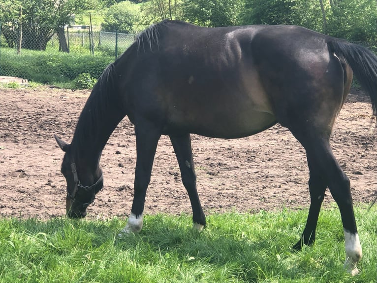 KWPN Stute 10 Jahre 168 cm Schwarzbrauner in Dinkelsb&#xFC;hl