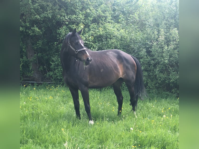 KWPN Stute 10 Jahre 168 cm Schwarzbrauner in Dinkelsb&#xFC;hl