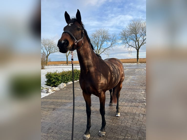 KWPN Stute 10 Jahre 169 cm Dunkelbrauner in Ossenzijl