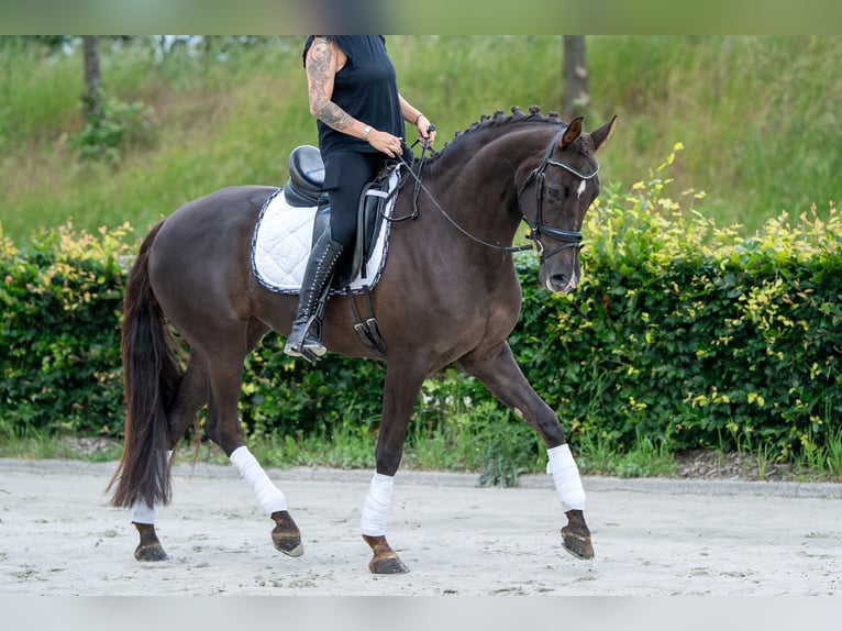 KWPN Stute 10 Jahre 169 cm Fuchs in Kaldenkirchen